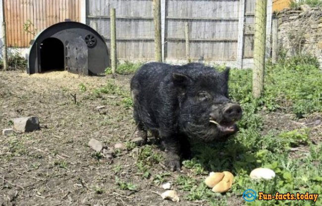 British Pig Marcus Can "Predict" The Results Of Sporting Events