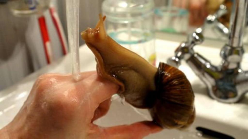 The most unusual pets The most unusual pets