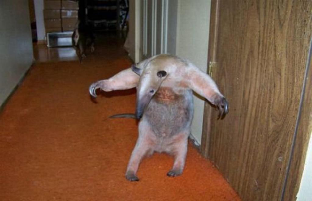 The most unusual pets The most unusual pets