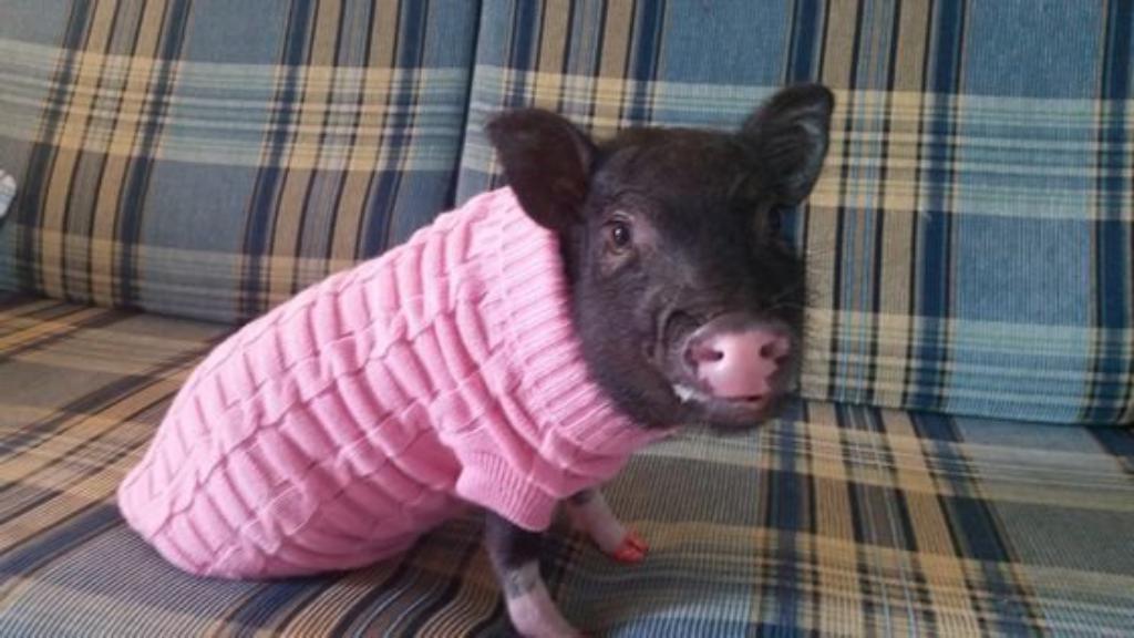 The most unusual pets The most unusual pets