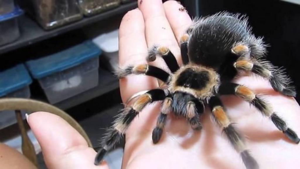 The most unusual pets The most unusual pets
