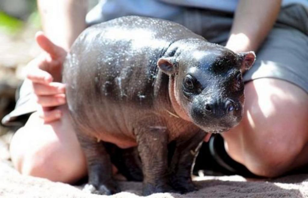 The most unusual pets