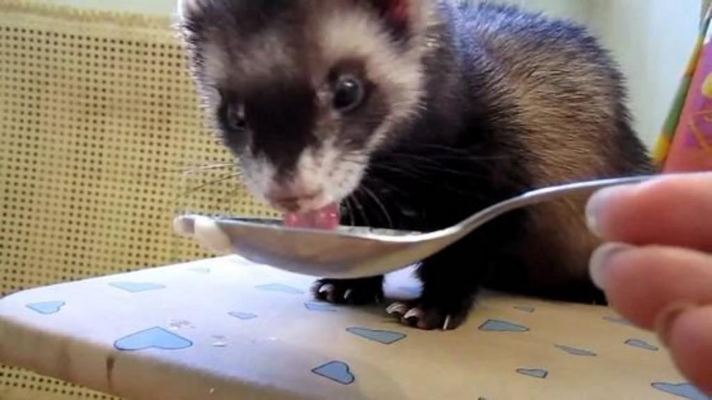 The most unusual pets The most unusual pets