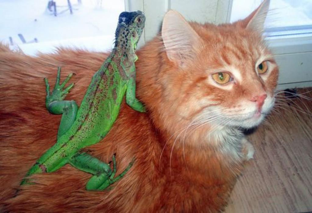 The most unusual pets