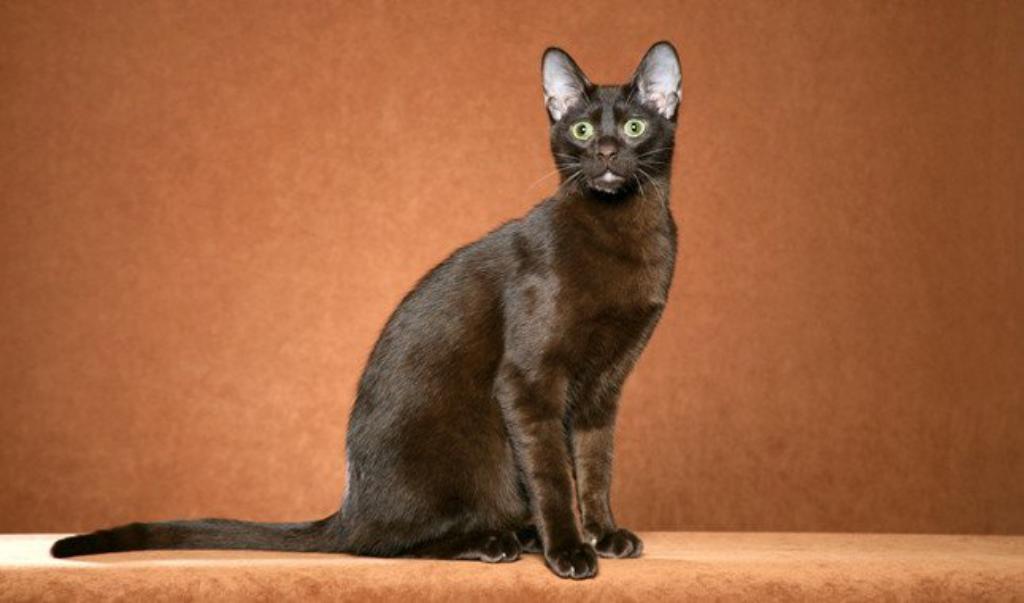 Top 10 Rarest Cat Breeds