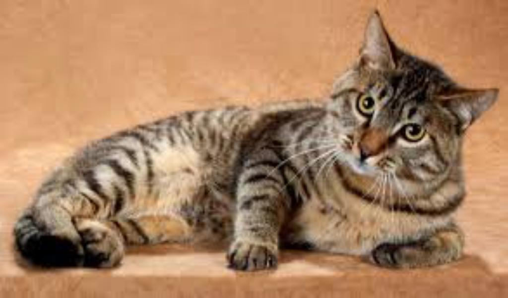 Top 10 Rarest Cat Breeds