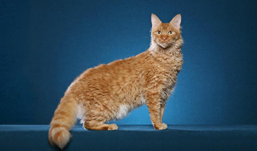 Top 10 Rarest Cat Breeds