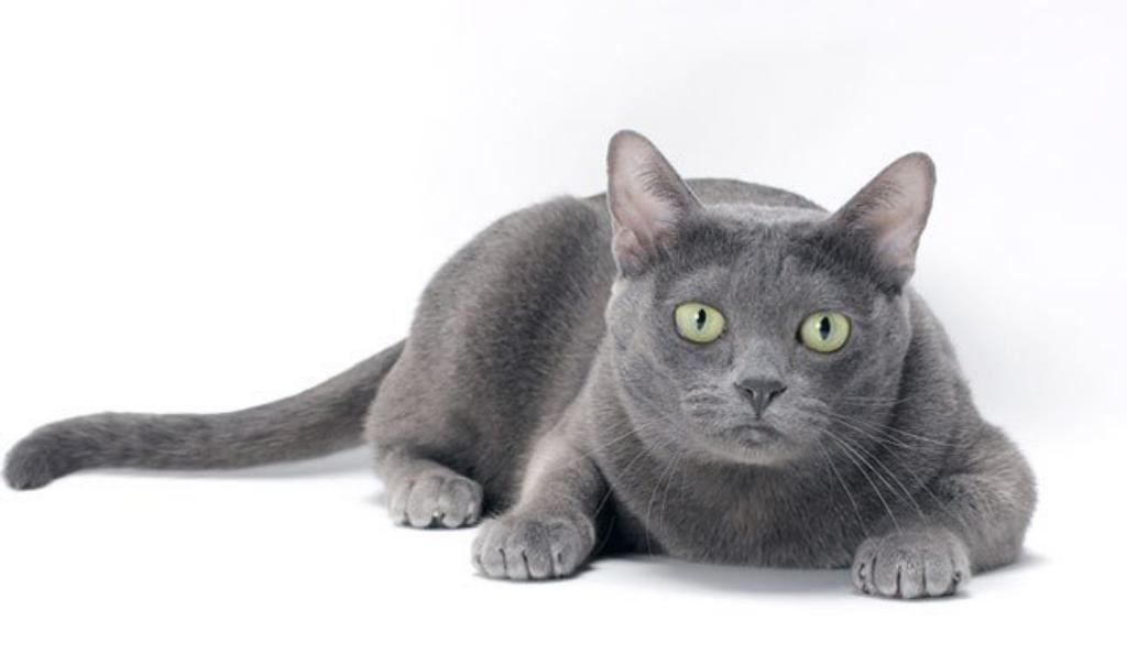 Top 10 Rarest Cat Breeds