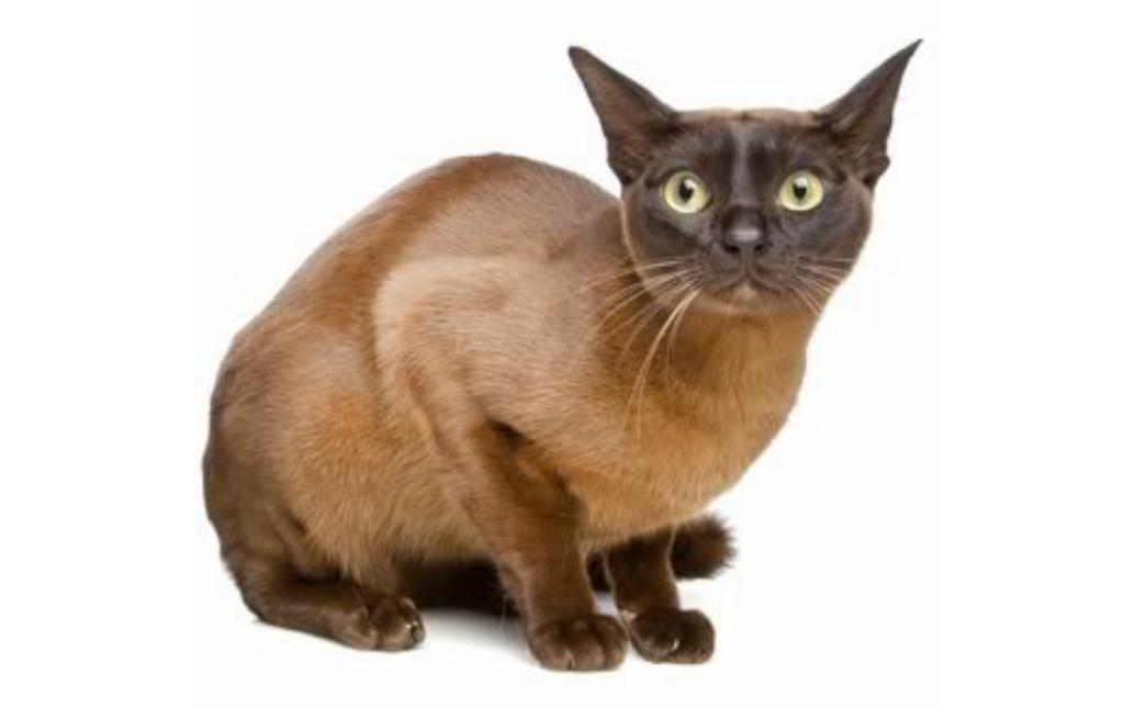 Top 10 Rarest Cat Breeds