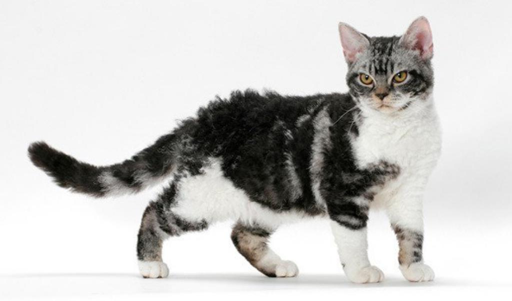 Top 10 Rarest Cat Breeds