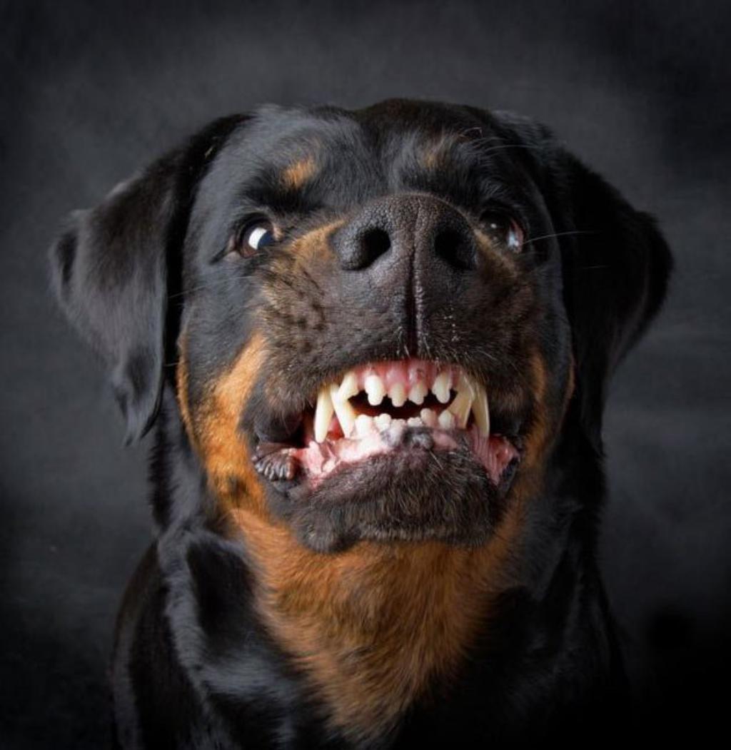 Most Dangerous And Aggressive Dog Breeds In The World