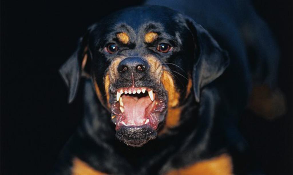 Most Dangerous And Aggressive Dog Breeds In The World