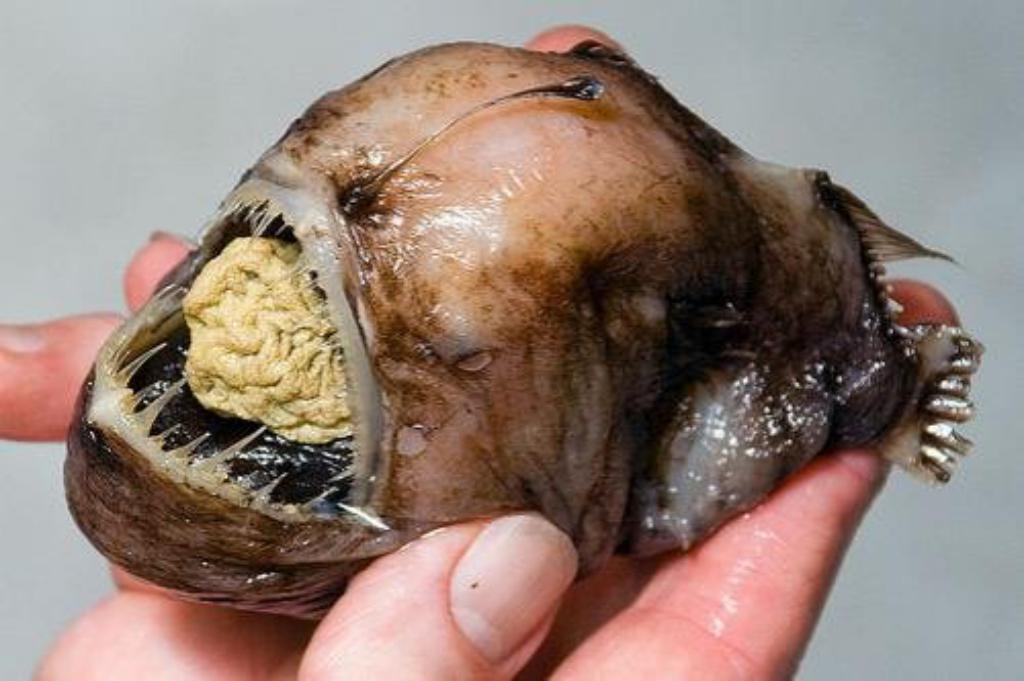 The Ugliest Animals On The Earth