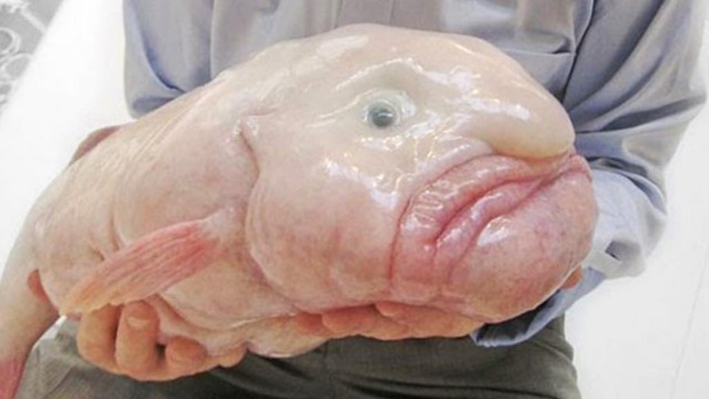The Ugliest Animals On The Earth