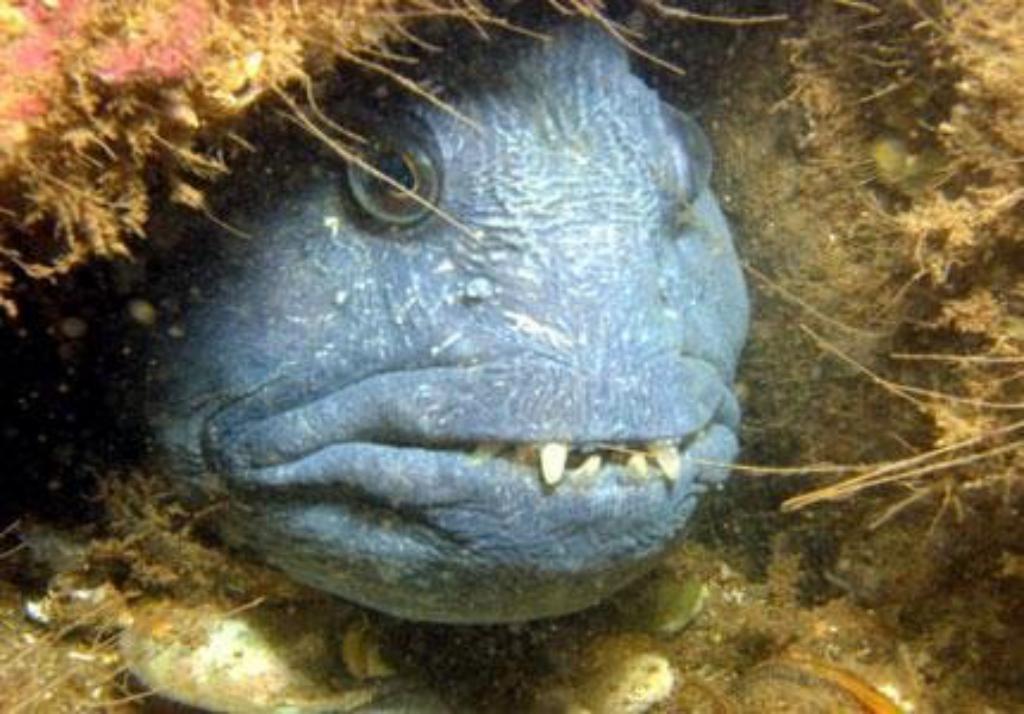 The Ugliest Animals On The Earth