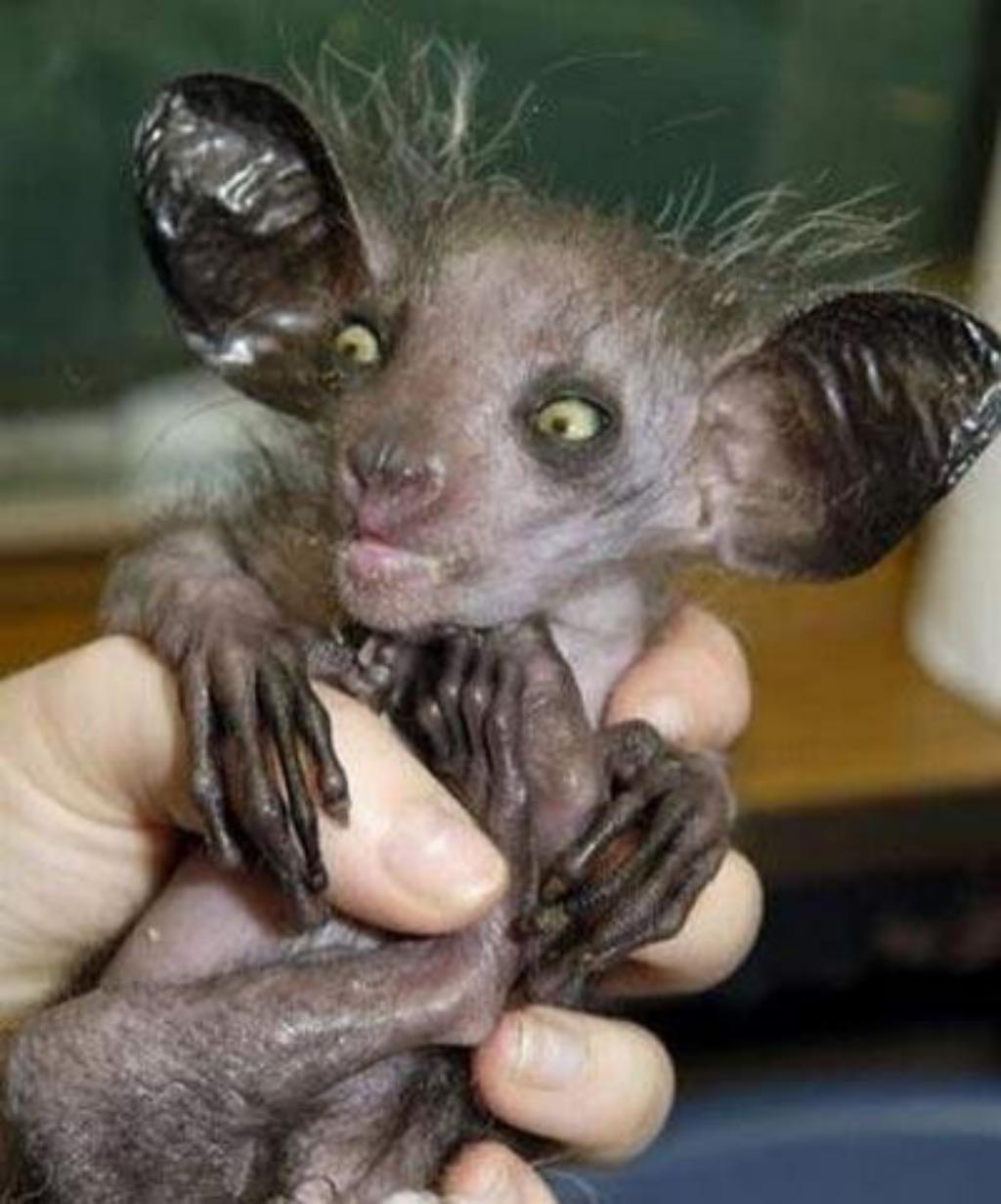 The Ugliest Animals On The Earth