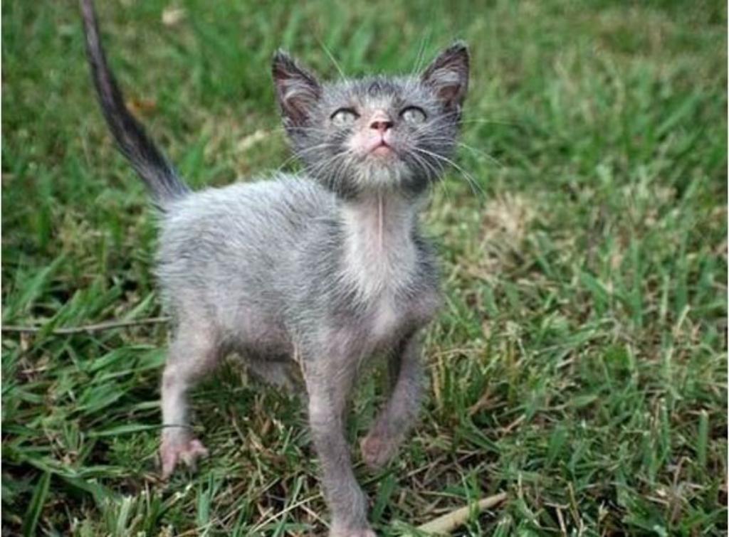 Vampire-Cat And Other Scary Breeds Of Pets - stunningfun.com