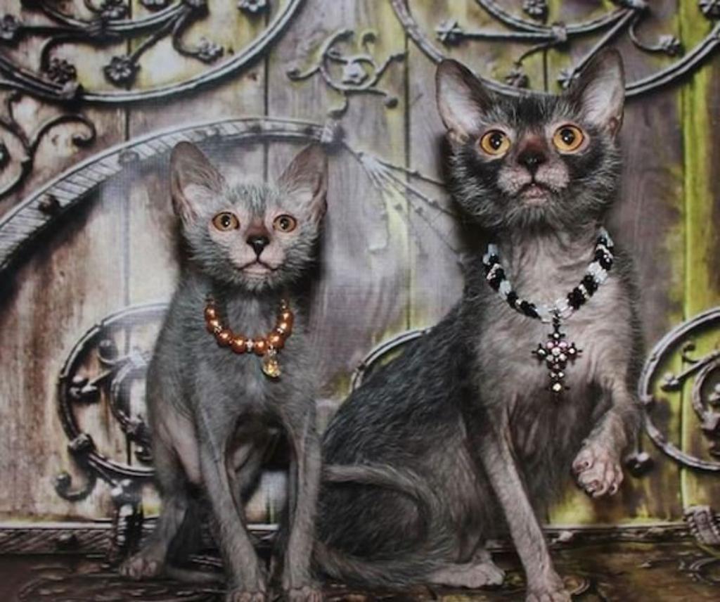 Vampire-Cat And Other Scary Breeds Of Pets