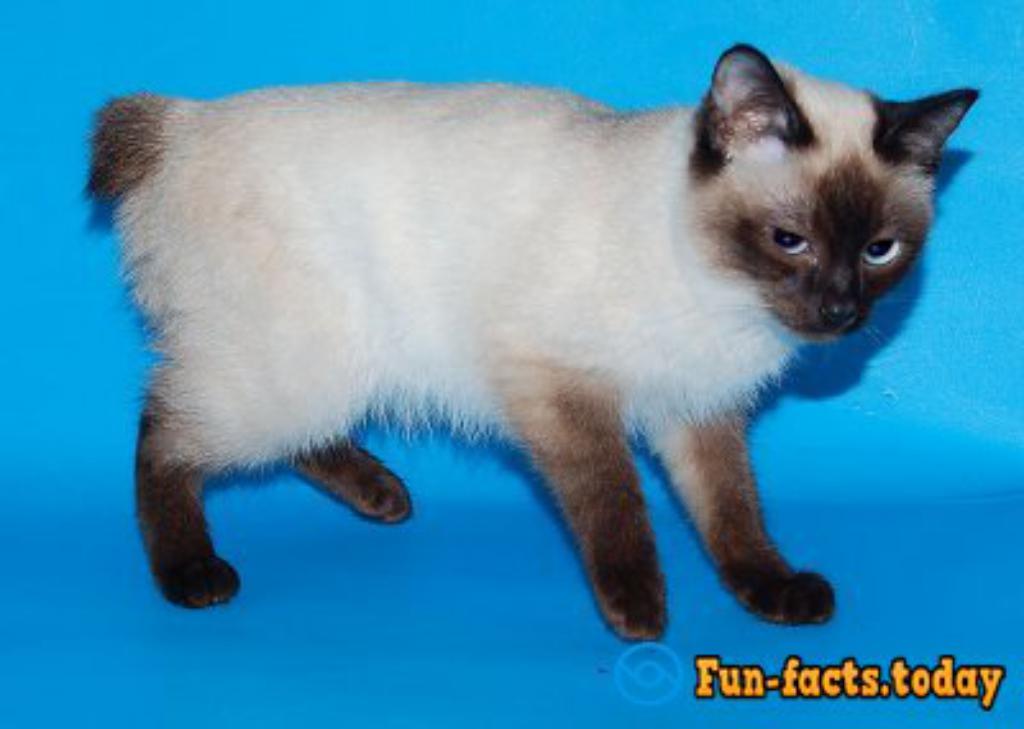 The Smallest Cat Breeds. Top 10