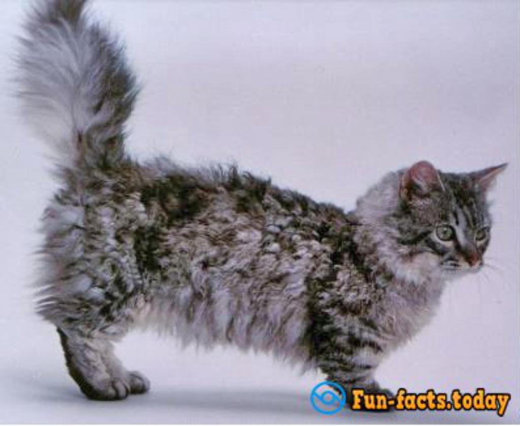 The Smallest Cat Breeds. Top 10