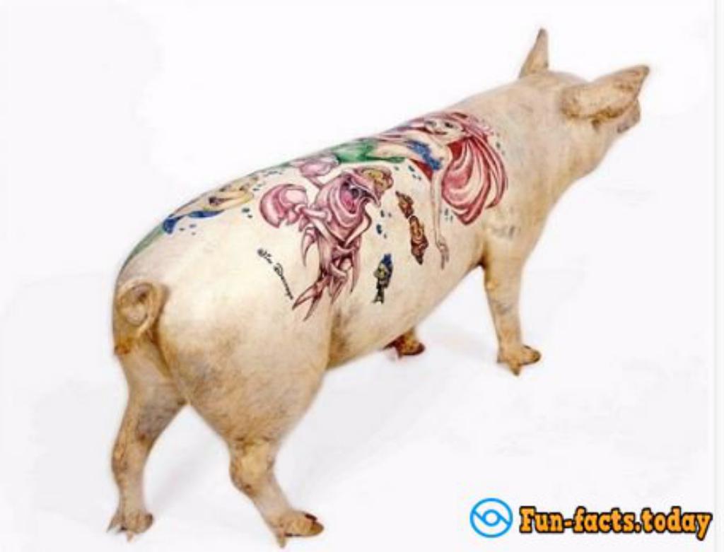 Shocking Photoes Of Tattooed Animals