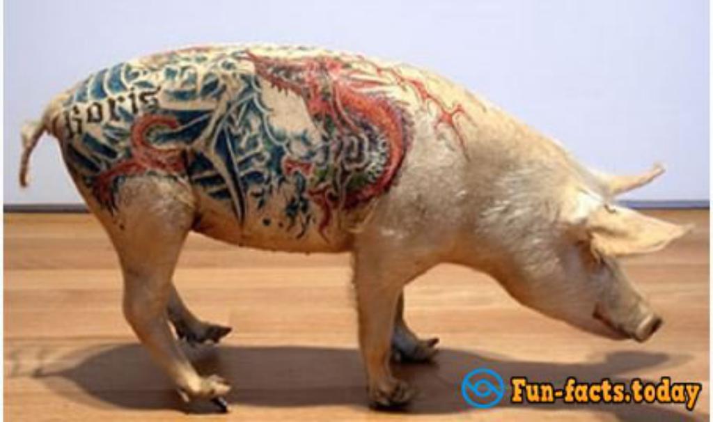 Shocking Photoes Of Tattooed Animals