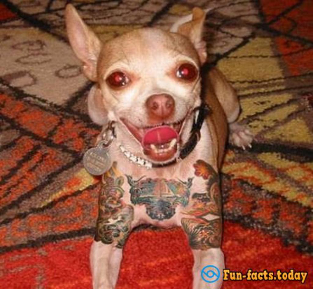 Shocking Photoes Of Tattooed Animals