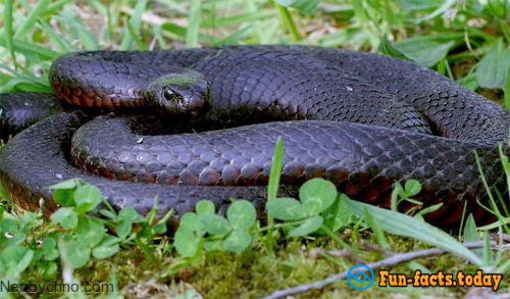 Seven Most Dangerous Poisonous Snakes Of The Planet