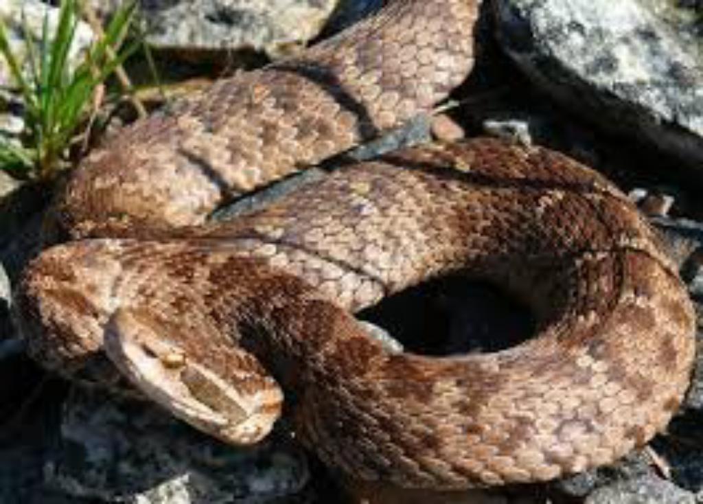 Seven Most Dangerous Poisonous Snakes Of The Planet