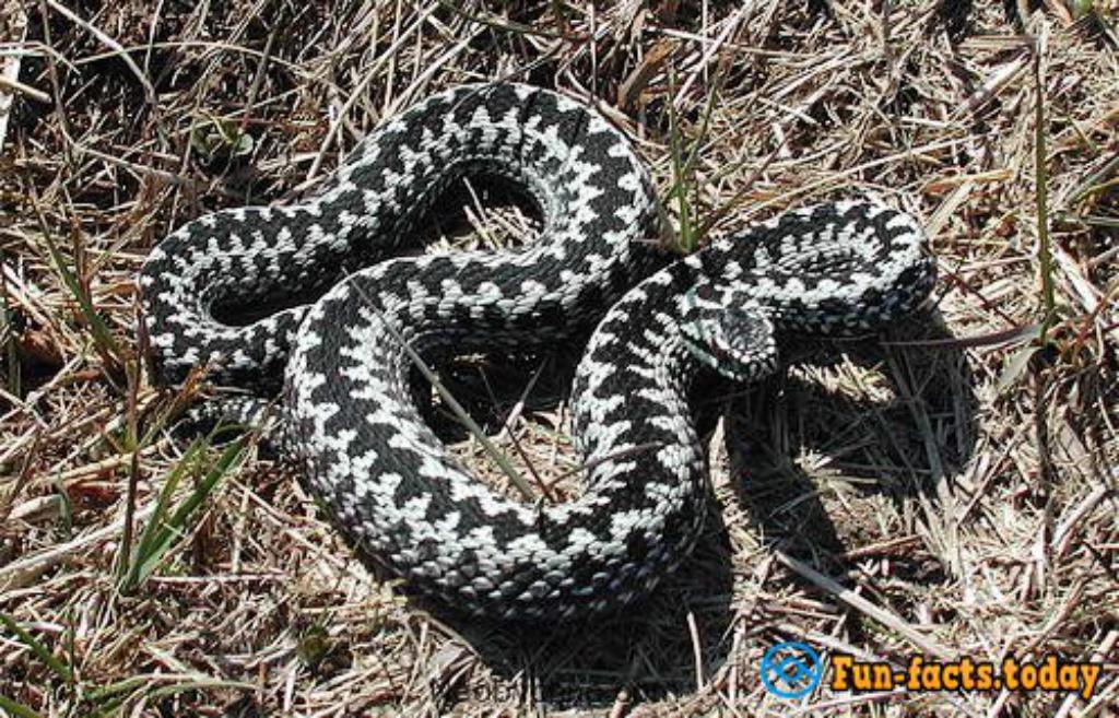 Seven Most Dangerous Poisonous Snakes Of The Planet