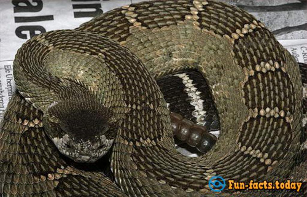 Seven Most Dangerous Poisonous Snakes Of The Planet