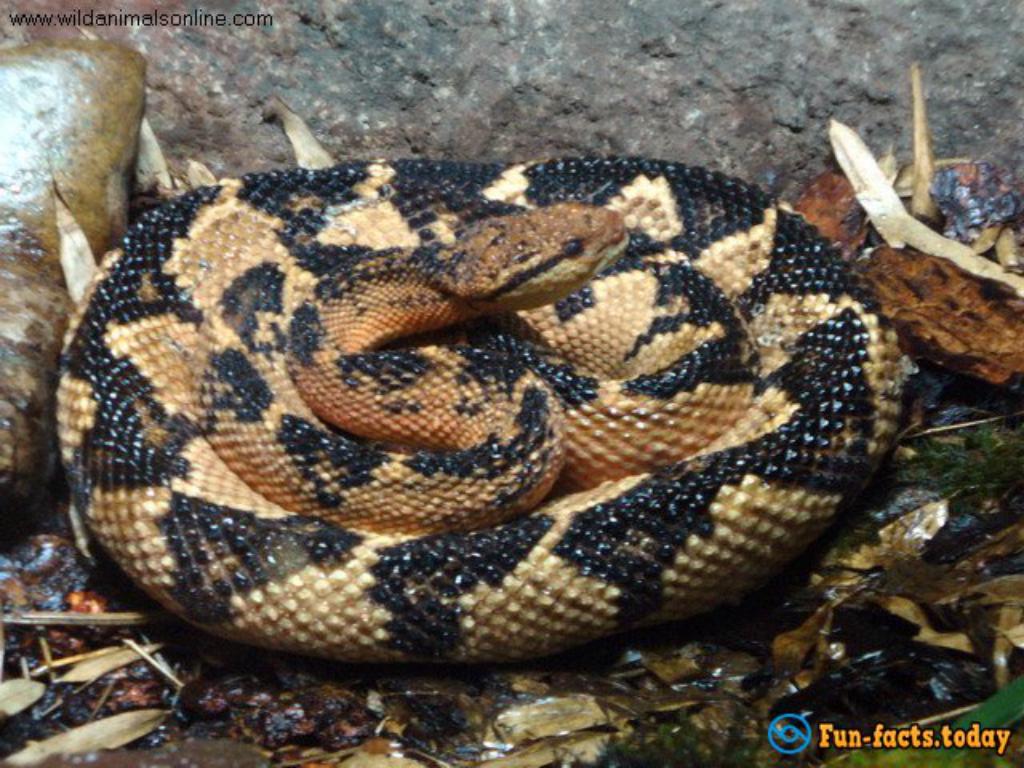 Seven Most Dangerous Poisonous Snakes Of The Planet