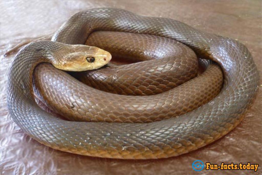 Seven Most Dangerous Poisonous Snakes Of The Planet