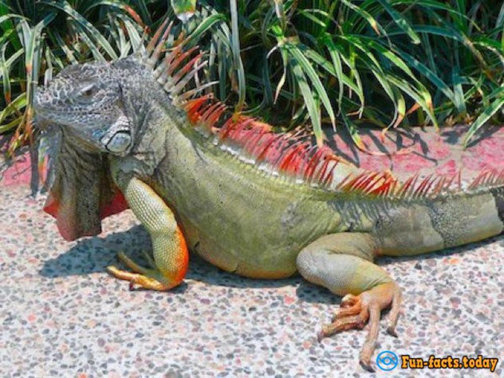 the-most-horrible-reptiles-stunningfun