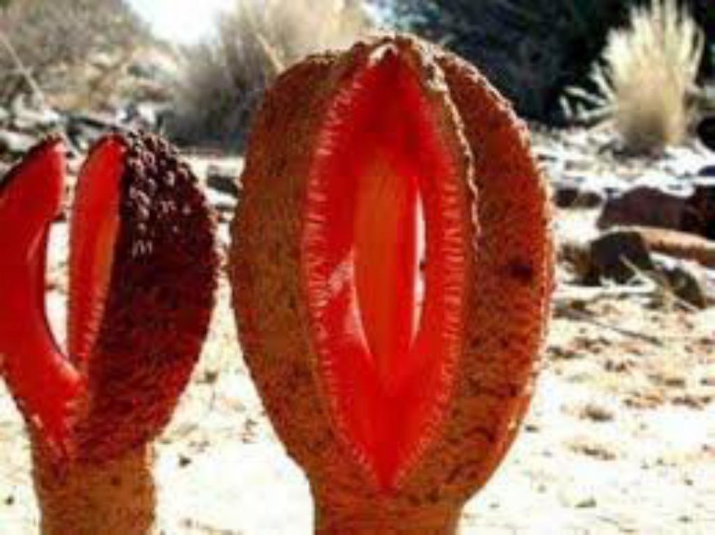 12 Most Horrible Plants On The Planet