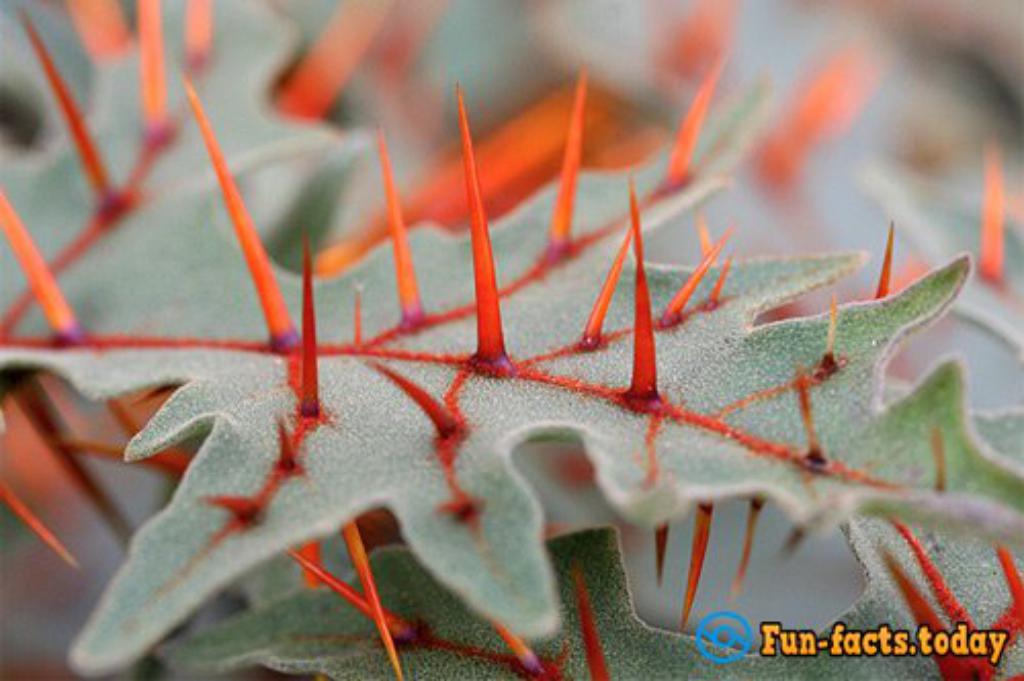 12 Most Horrible Plants On The Planet