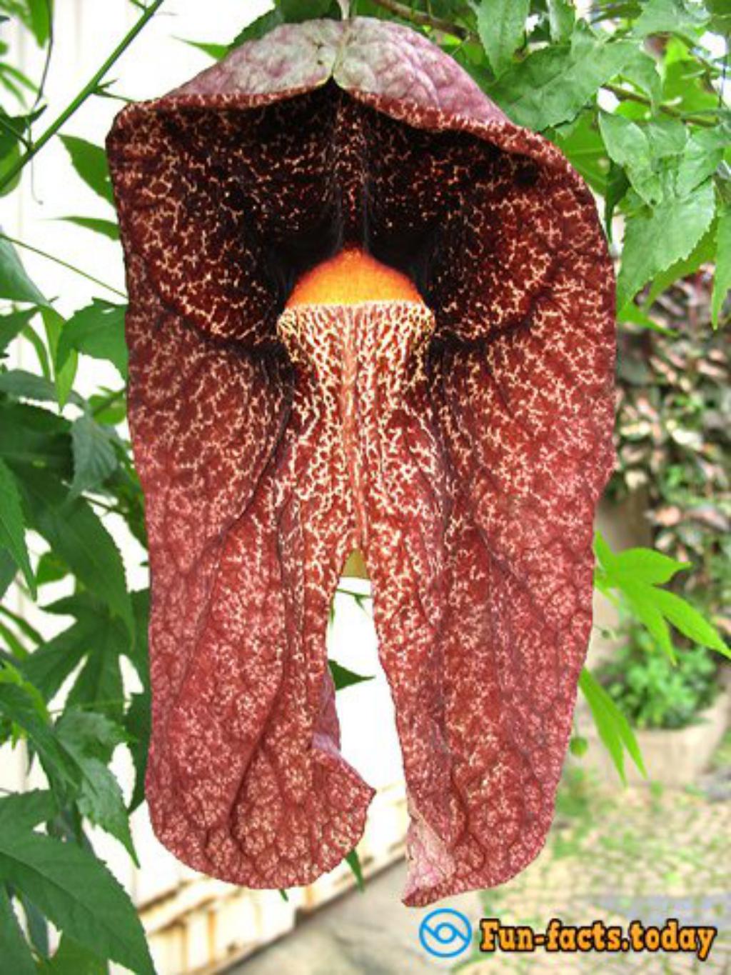 12 Most Horrible Plants On The Planet