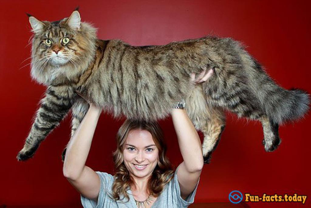 Rupert The World's Largest Cat