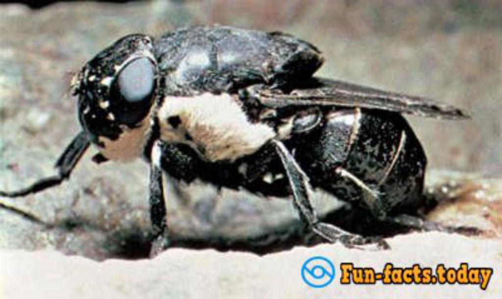 Top 10 Most Dangerous Insect In The World (Video)