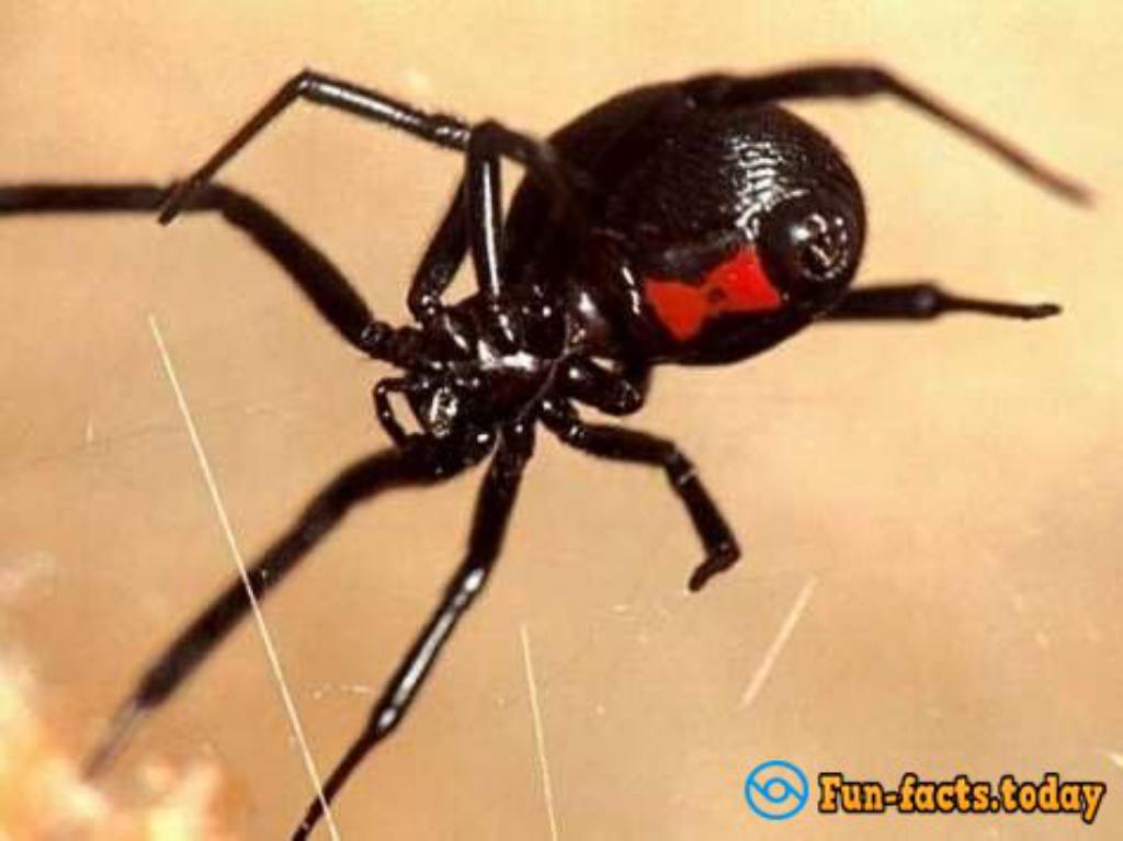 Top 10 Most Dangerous Insect In The World (Video)