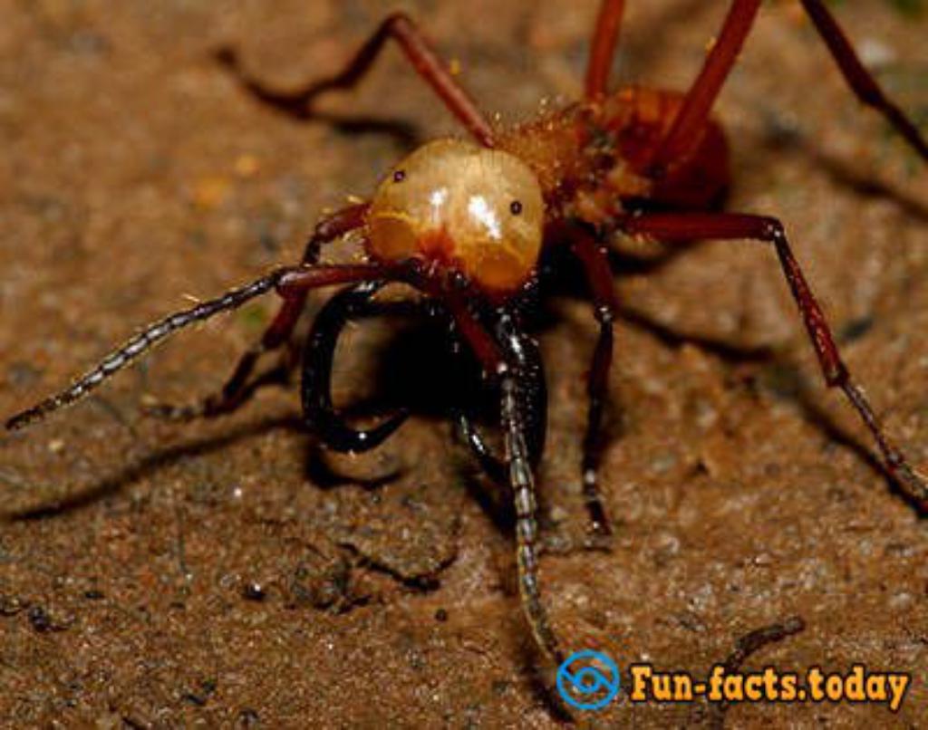 Top 10 Most Dangerous Insect In The World (Video)