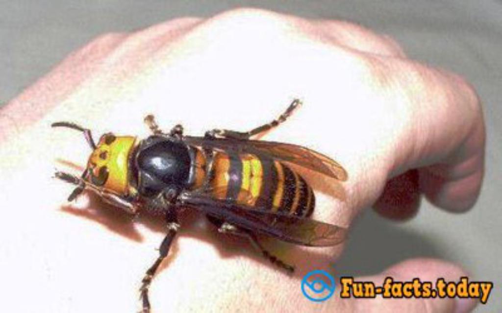 Top 10 Most Dangerous Insect In The World (Video)