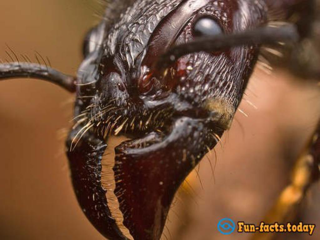 Top 10 Most Dangerous Insect In The World (Video)