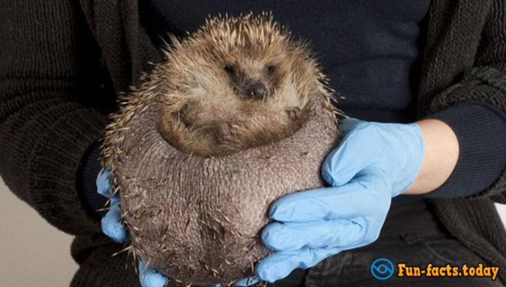 Fatso Hedgehog Was Placed In The Clinic For Weight Loss