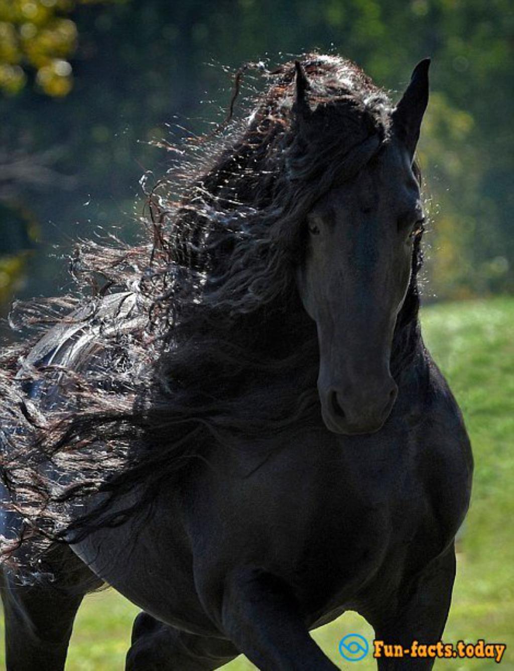 Friedrich - The Most Beautiful Horse In The World