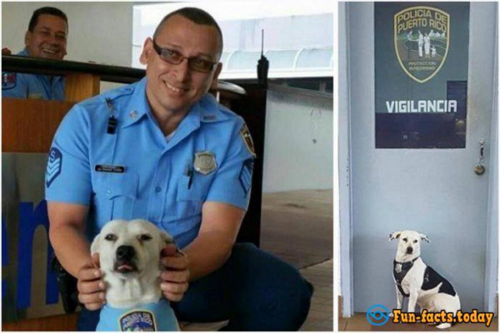 In Puerto Rico, Homeless Dog Found Job At The Police Station