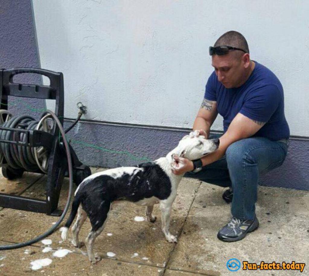 In Puerto Rico, Homeless Dog Found Job At The Police Station