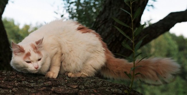 Top 10 Rarest Cat Breeds