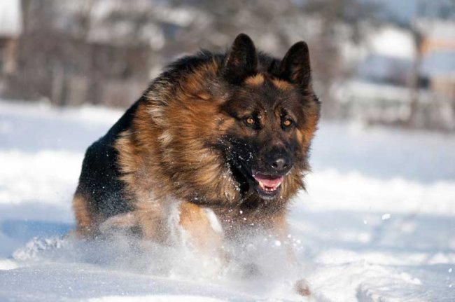 Most Dangerous And Aggressive Dog Breeds In The World