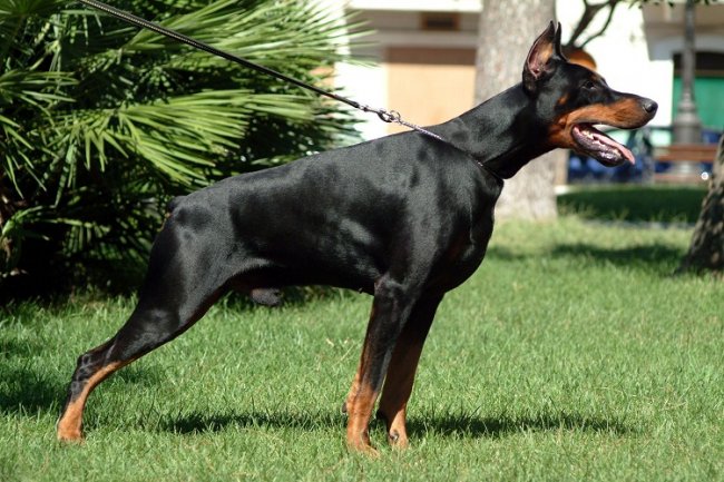 Most Dangerous And Aggressive Dog Breeds In The World